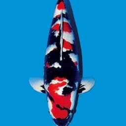 Baran Koi