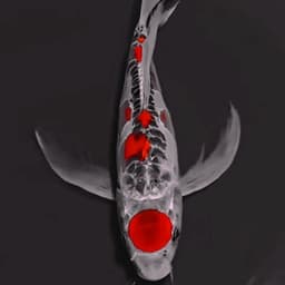 YAGENJI KOI