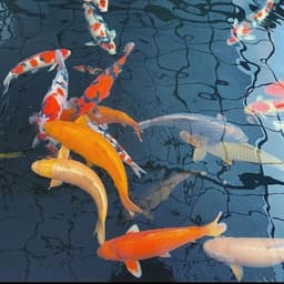 dinar koi