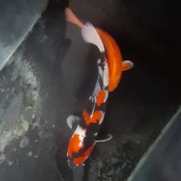 BEJO KOI FARM