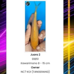 NC7 Koi