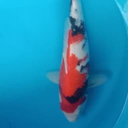 bagusayu