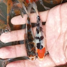 seva koi
