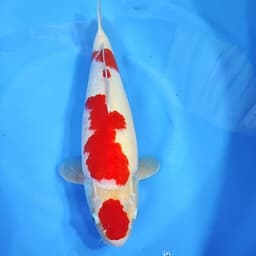 Gen Koi
