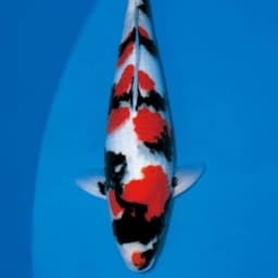Endah Koi Farm