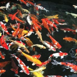 HANIN KOI BLITAR
