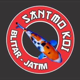 santmo koi