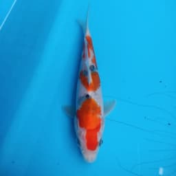 ARFI koi