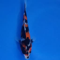 Adityakoi