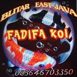 Fadifa Koi