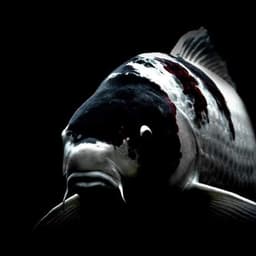 sakha koi