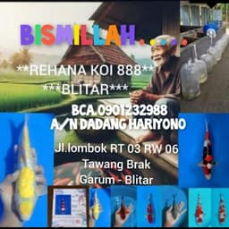 Rehana Koi 888 Blita