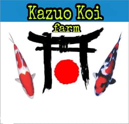 kazuo koi
