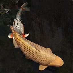 Benteng Koi