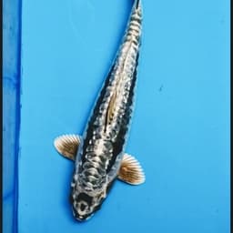 JUNAKOI~Koi Special