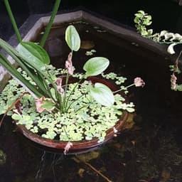 semauloaja