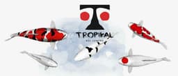 Tropikal Koi Centre 