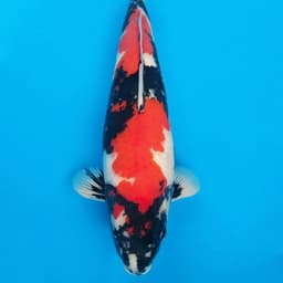 Monster Koi Farm
