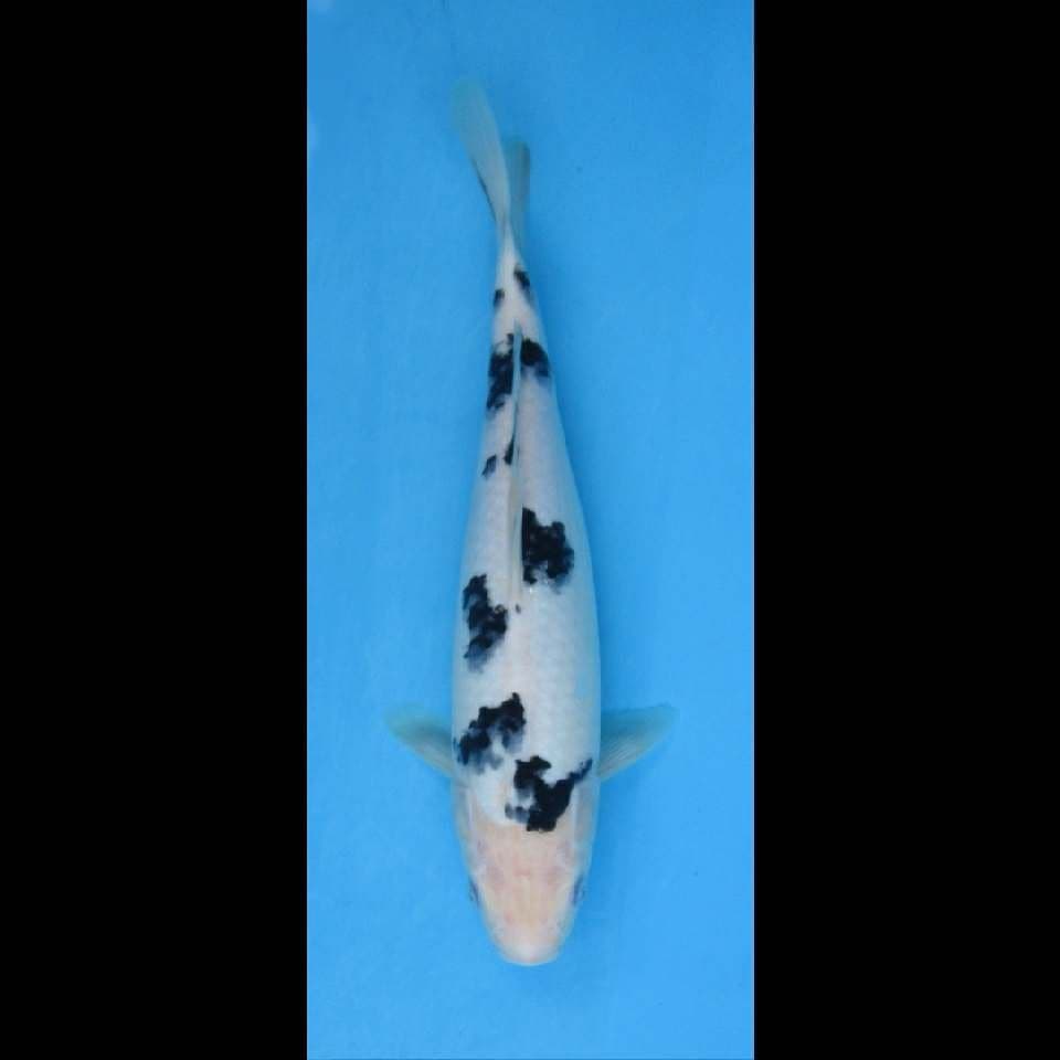 Bekko show quality size 35 Bu