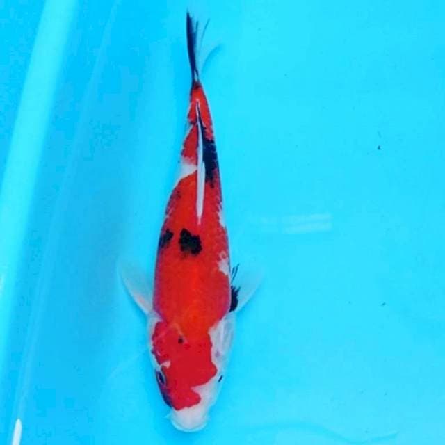Tategoi Showa 23cm