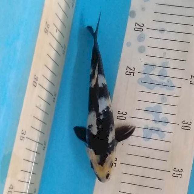 Bansai 2 Shiro Utsuri Jet Black