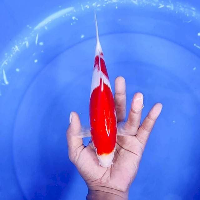 3. Kohaku 2 step || 25 cm