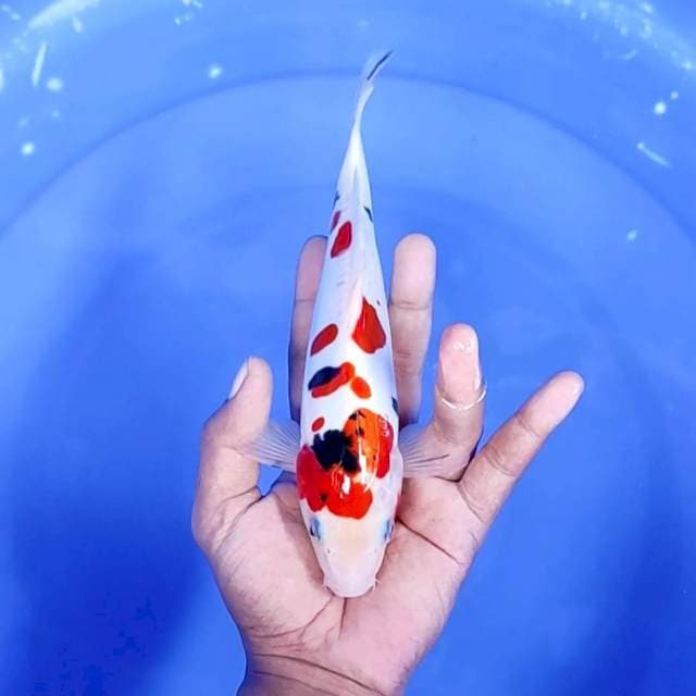 7. Sanke Doitsu || 23 cm || Jantan