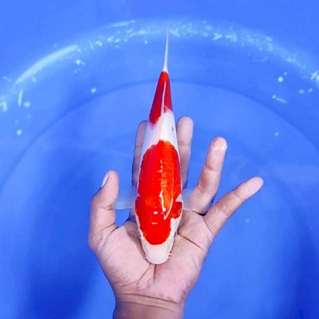 8. Kohaku 2 Step || 24 cm