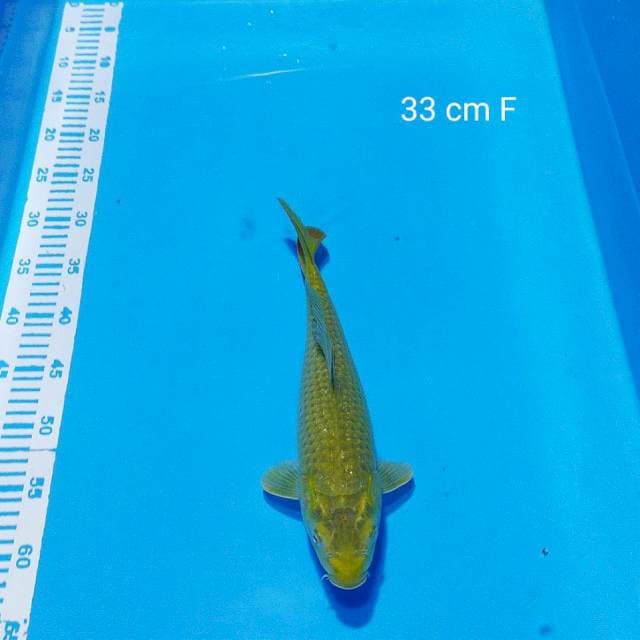 midori 33cm