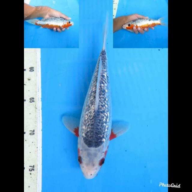 22cm male , Strong Asagi Full Ginrin