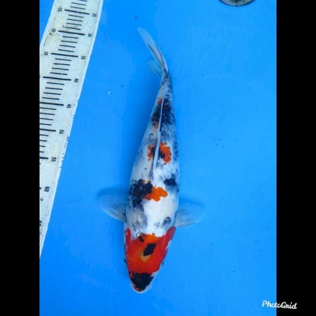41cm fml , JT Jumbo Kindai Showa