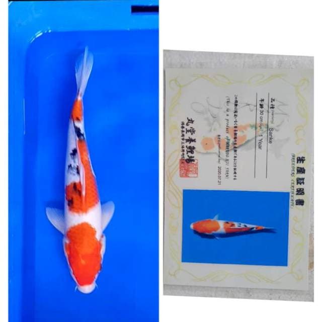 Sanke Import Serti Marudo