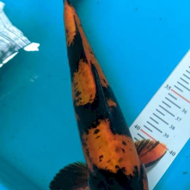 Utsuri DOIDsu 29cm