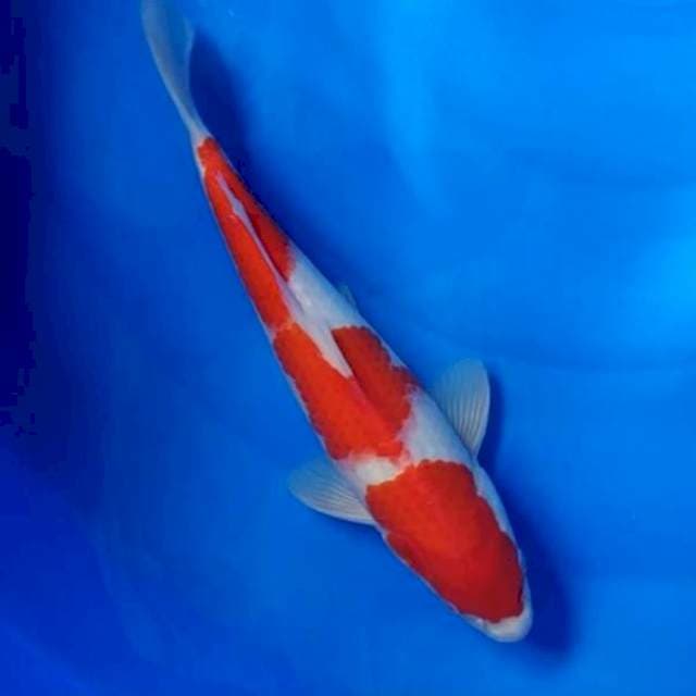 Kohaku merah original