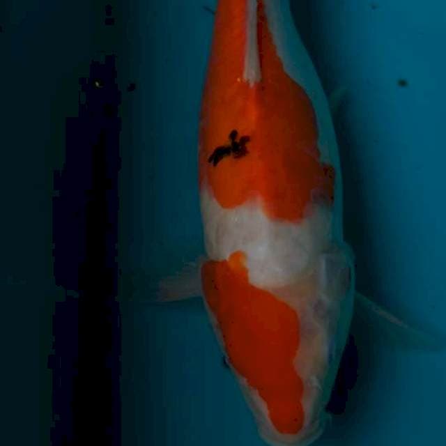 Sanke doidsu 34cm