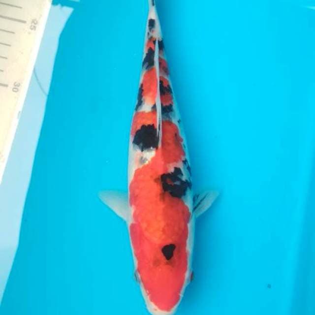 25cm jos