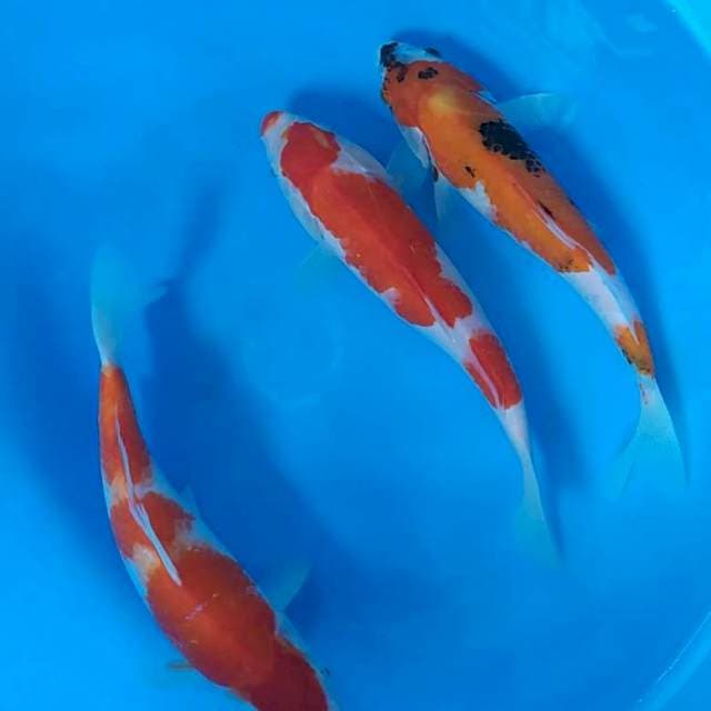 27cm SHOWA KOHAKU