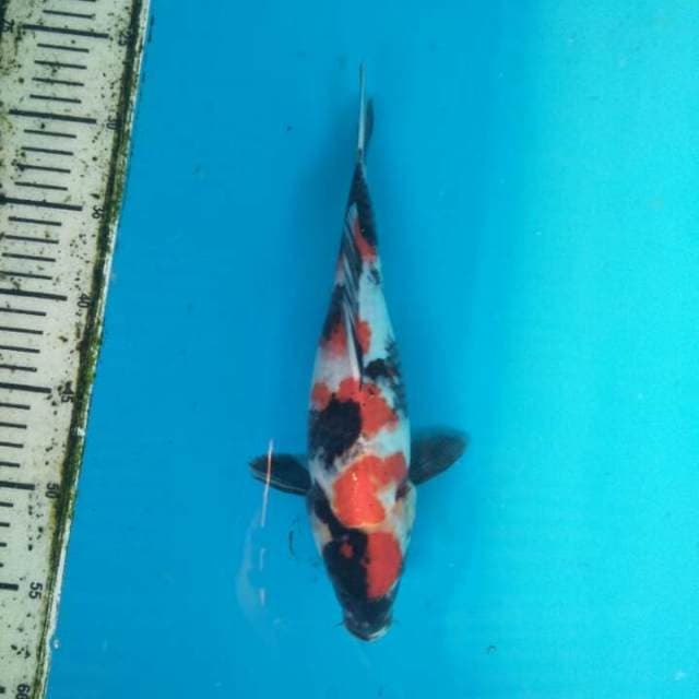 Maruten Showa Sanshoku
