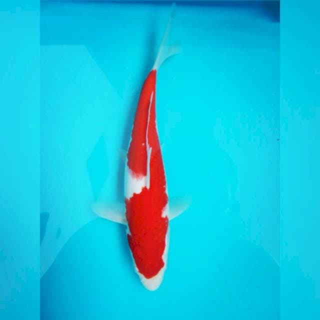 Red Kohaku inazamu f1