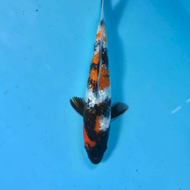 Showa Ginrin, 25 cm