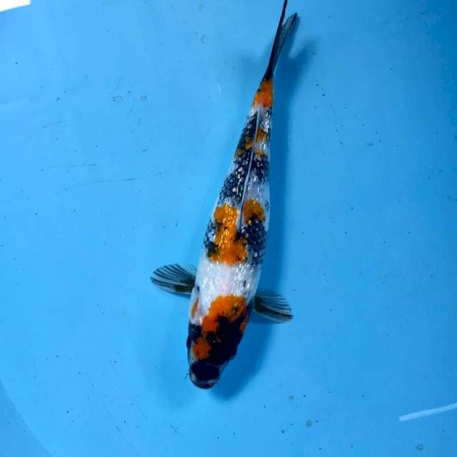 Showa Ginrin, 25 cm