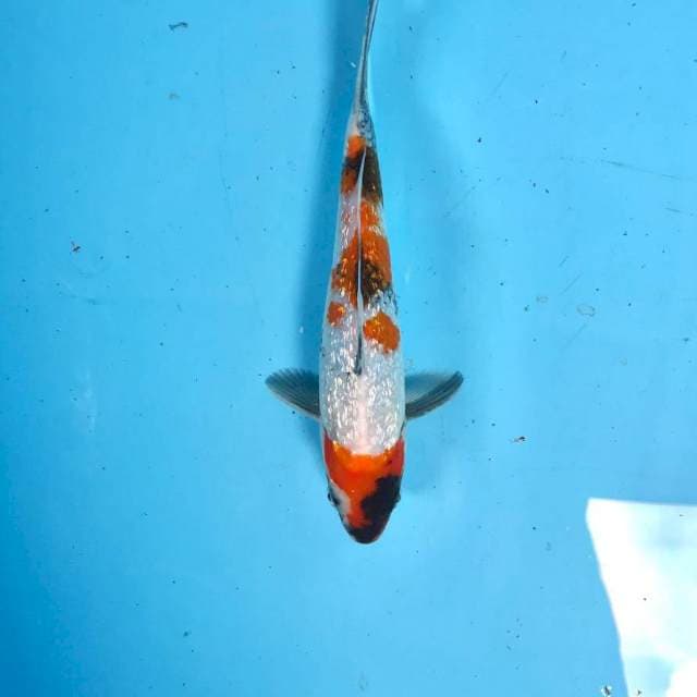 Showa Ginrin, 21 cm