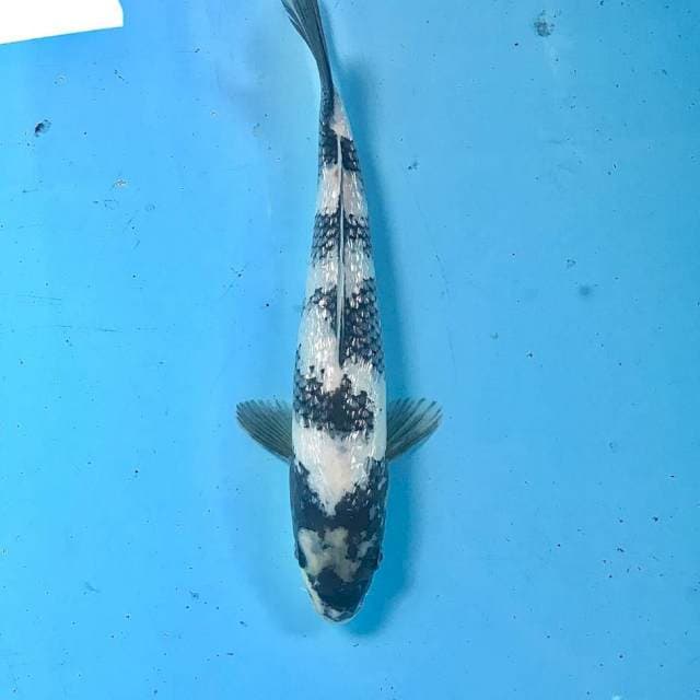 Shiro Ginrin, 27 cm