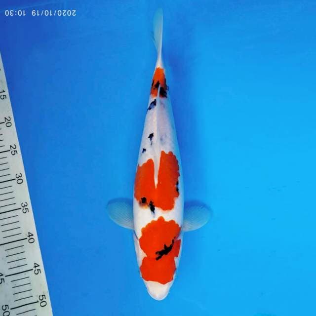 SYUGA 3 - Taisho sanke ®