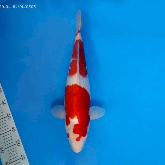 SYUGA 6 - Kohaku bakat jumbo ®
