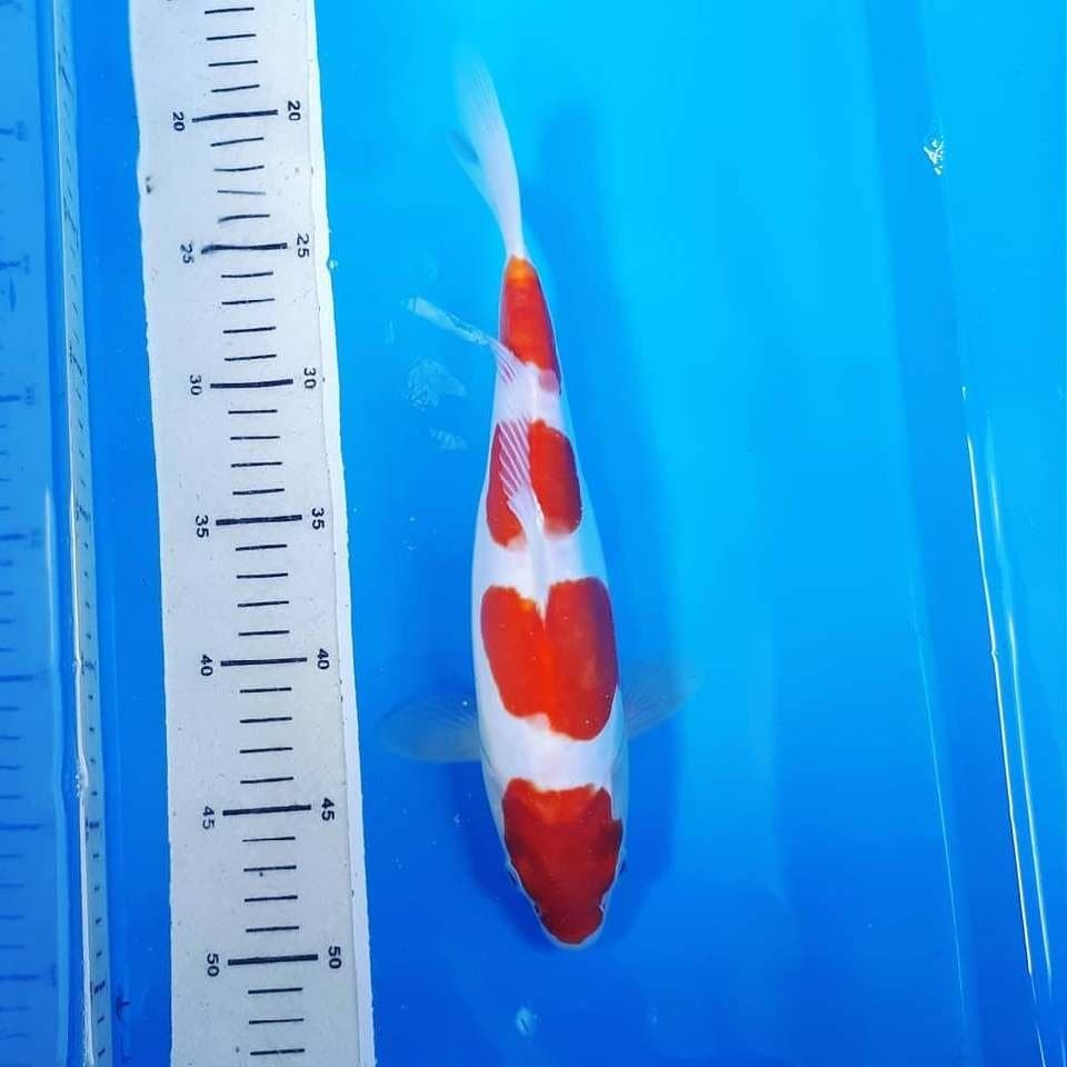 Kohaku Doitsu SQ