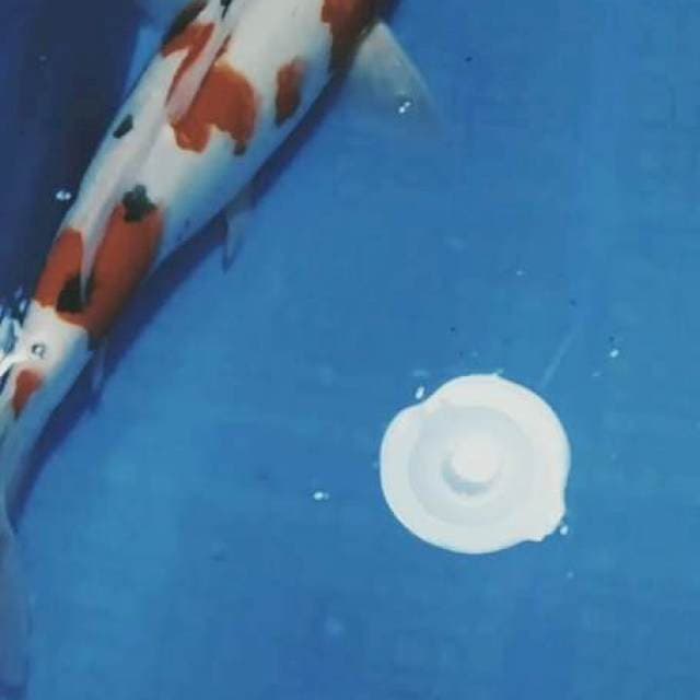 B.kohaku sanke 38cm