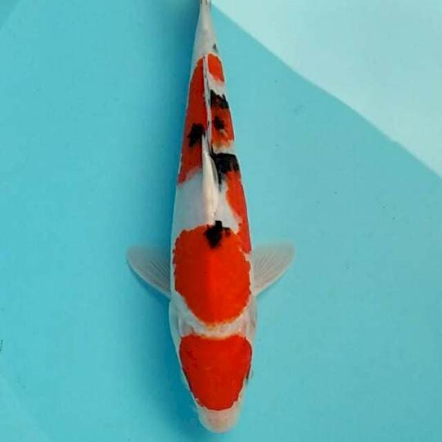 Sanke 24cm