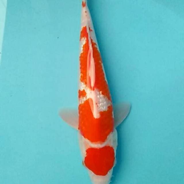 Maruten kohaku gindrin 27cm