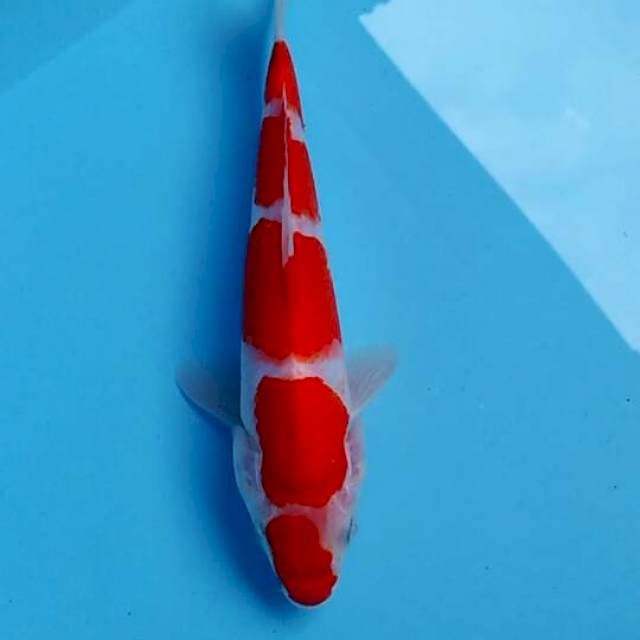 Kuhaku 23cm